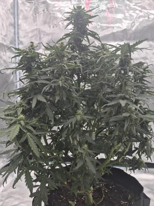 Kera Seeds – Dwarf Autoflower. Week 4
