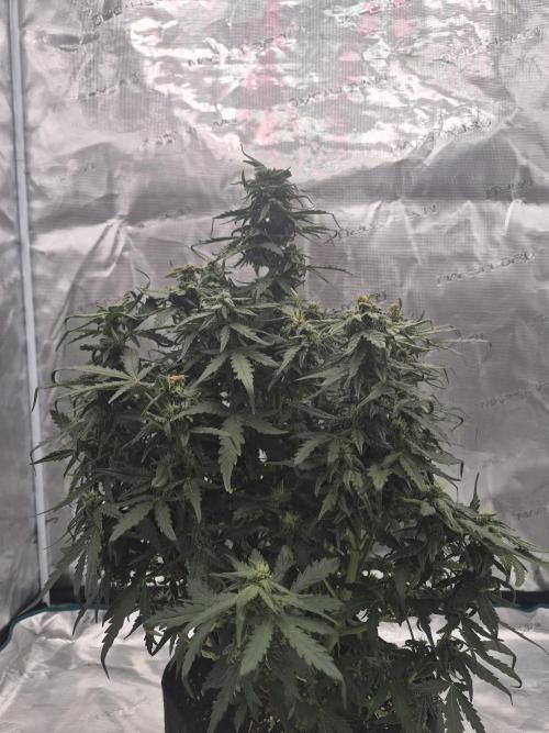 Kera Seeds – Dwarf Autoflower. Week 4