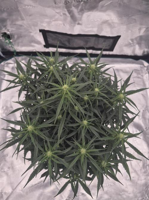 Zamnesia Seeds – Monster Dwarf Auto. Week 4