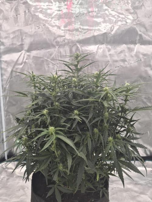 Zamnesia Seeds – Monster Dwarf Auto. Week 4