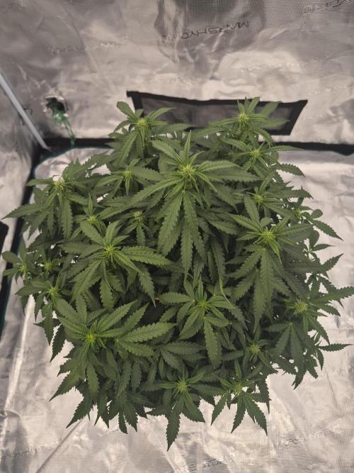 Super Strains Seeds – Dwarf XXL. Week 4