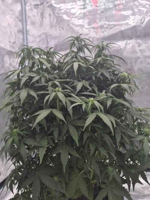 Super Strains Seeds – Dwarf XXL. Week 4