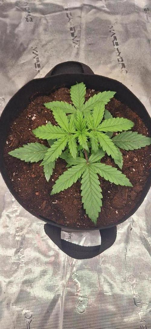 Jack Herer Super Strains. Week 2