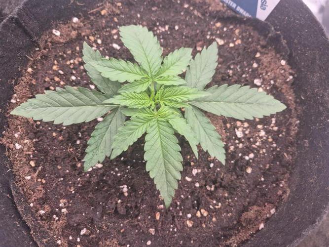 Zamnesia Seeds – Monster Dwarf Auto. Week 1