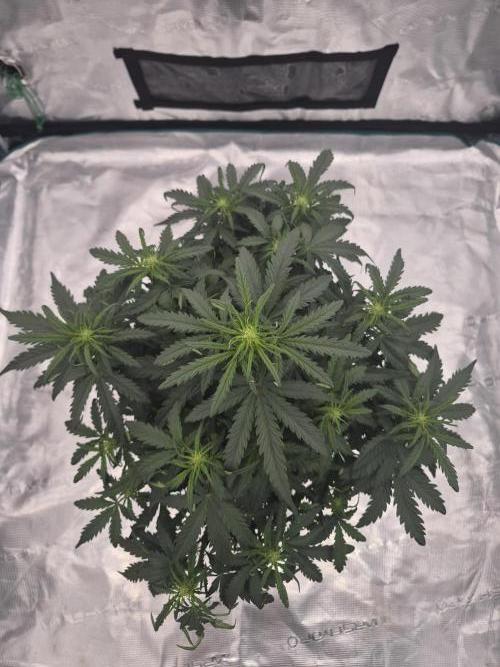 Super Strains Seeds – Dwarf XXL. Week 3