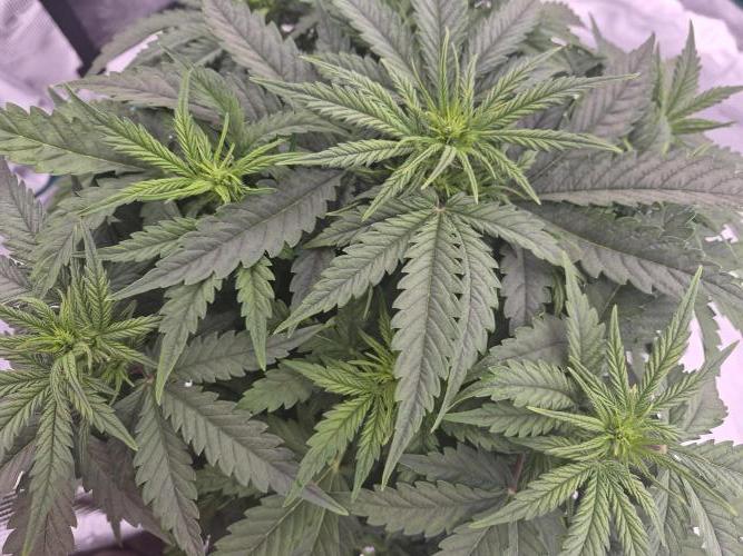 Kera Seeds – Dwarf Autoflower. Week 3