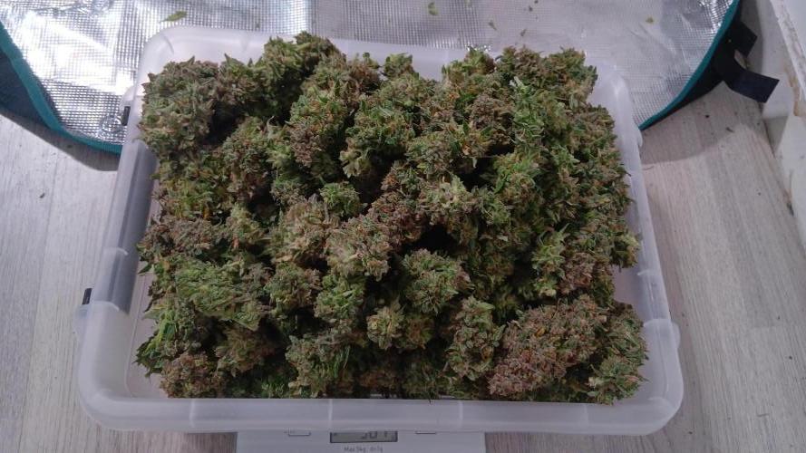 Dosidos auto. Week 13