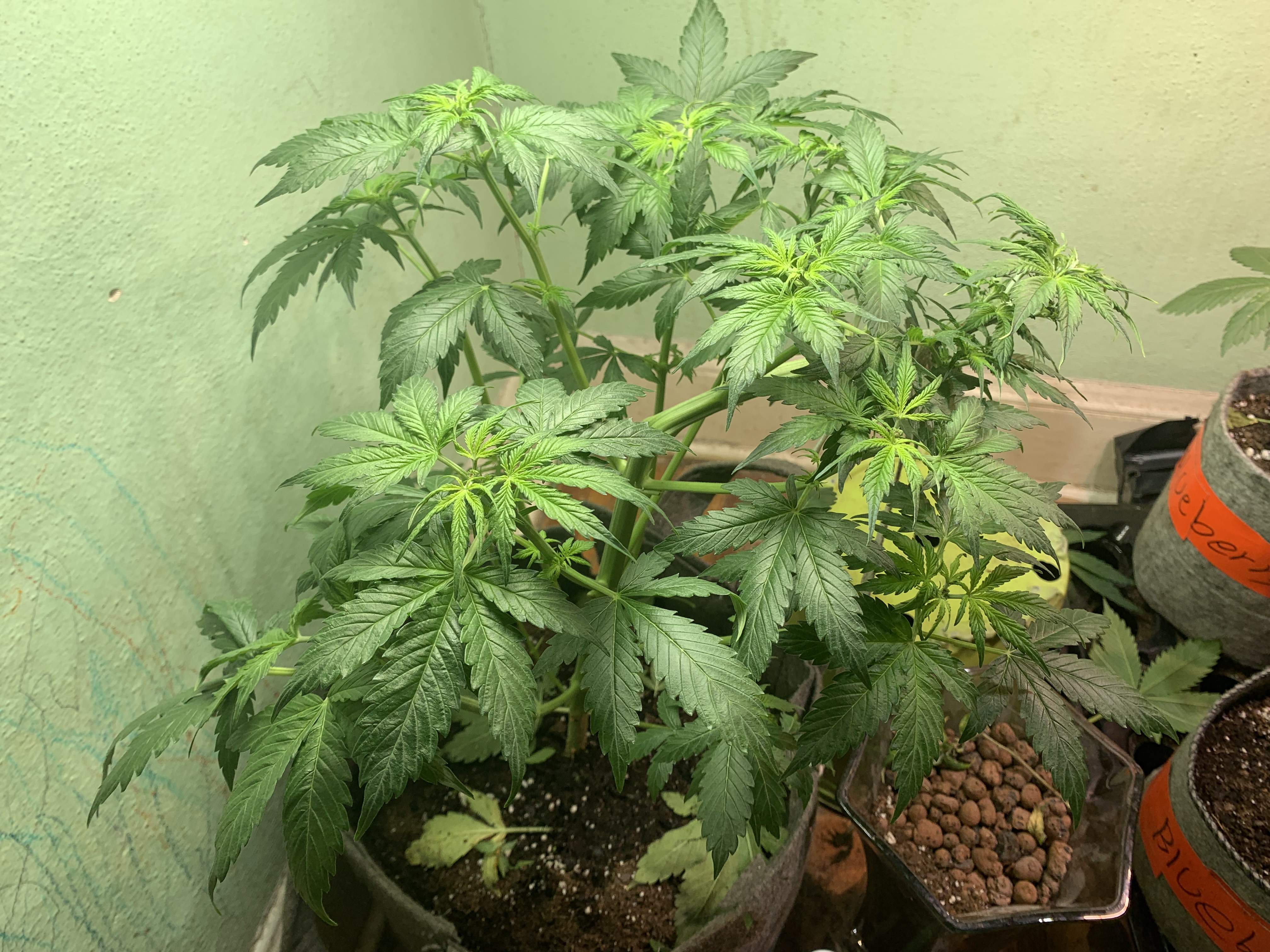 Growers Choice Seeds Sour Kush Auto grow diary (journal) week6 by