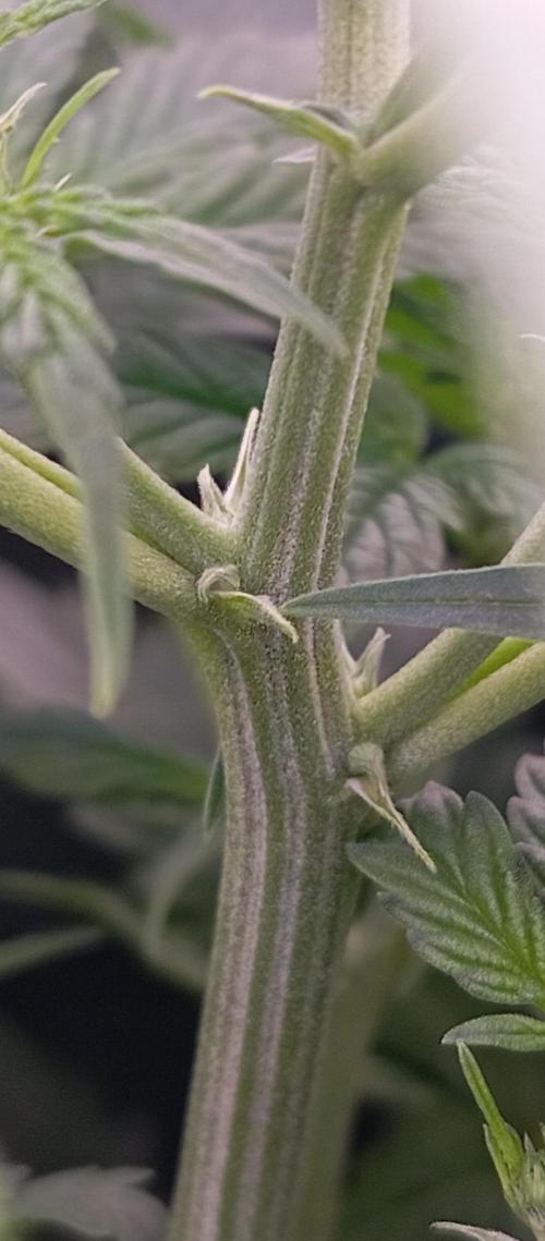 Canabicos