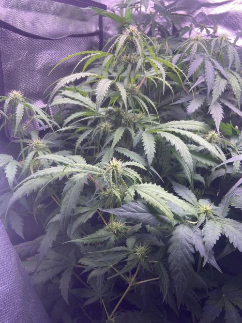 Canabicos