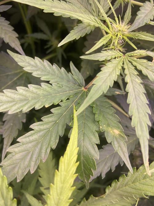 Canabicos