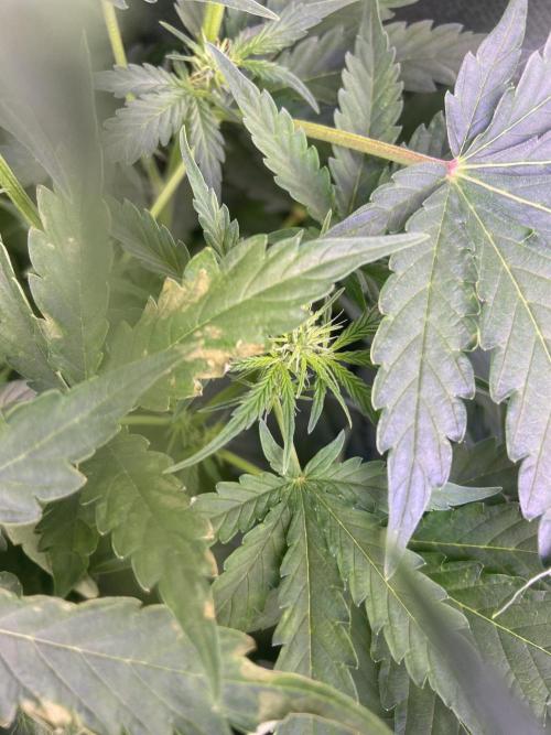 Canabicos