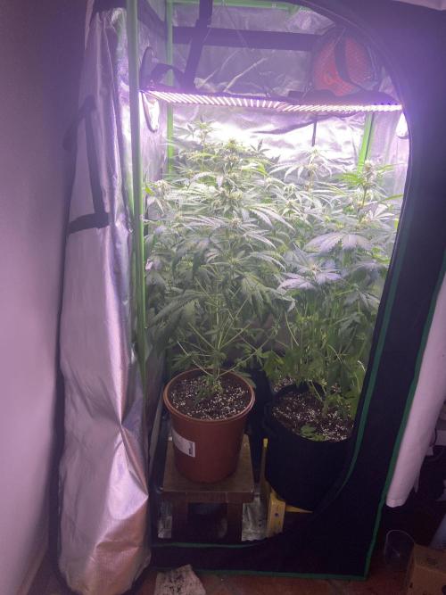 Canabicos