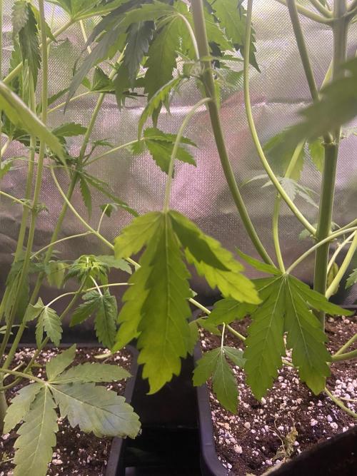 Canabicos