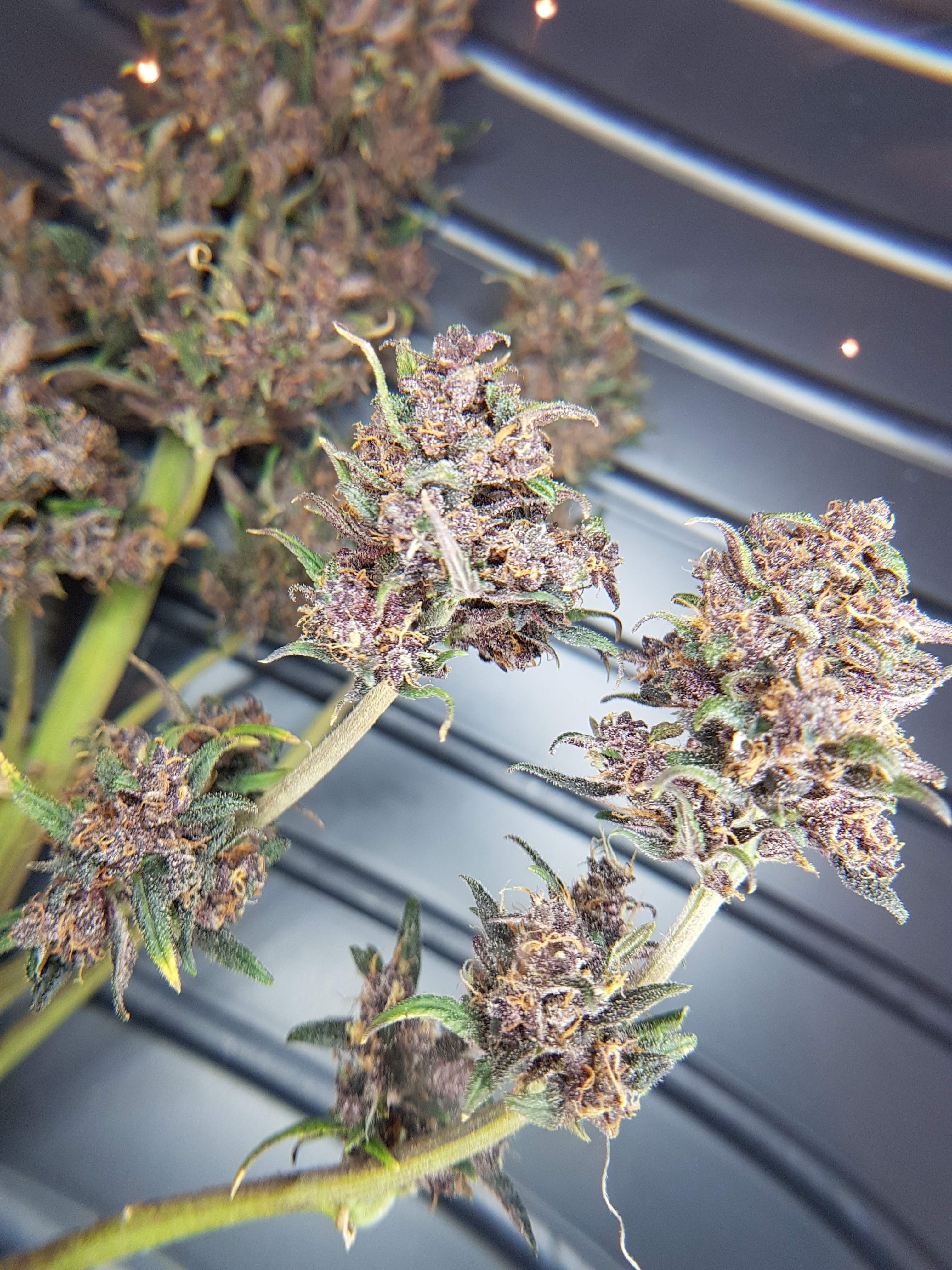 Fast Buds Blackberry Auto grow diary (journal) harvest9 by Growlecule