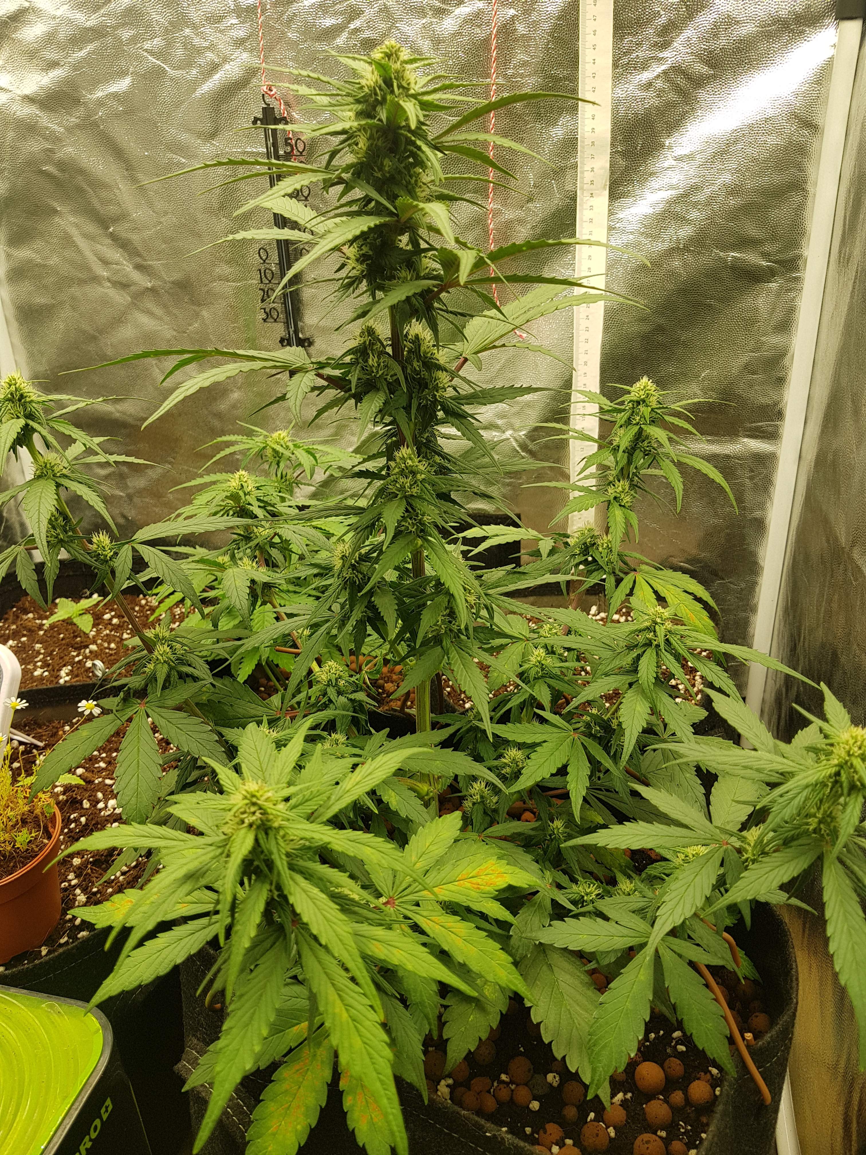 Fast Buds Purple Lemonade Auto grow diary (journal) week10 by Growlecule GrowDiaries