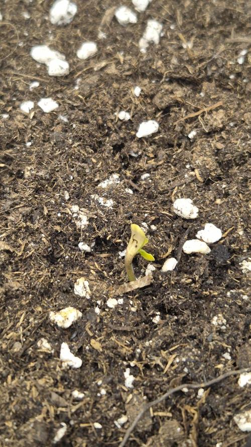 AK-47 Autoflower. Week 0 - 4.dan od početka procesa maramice.