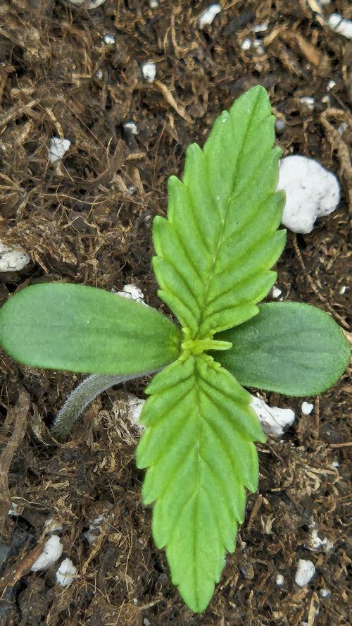 AK-47 Autoflower. Week 0 - 5.dan od klijanja