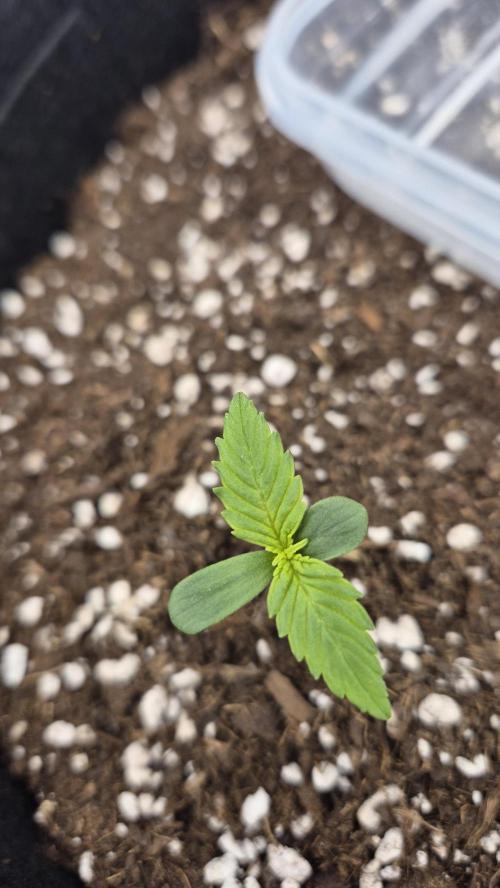 AK-47 Autoflower. Week 0