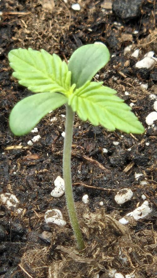 AK-47 Autoflower. Week 1