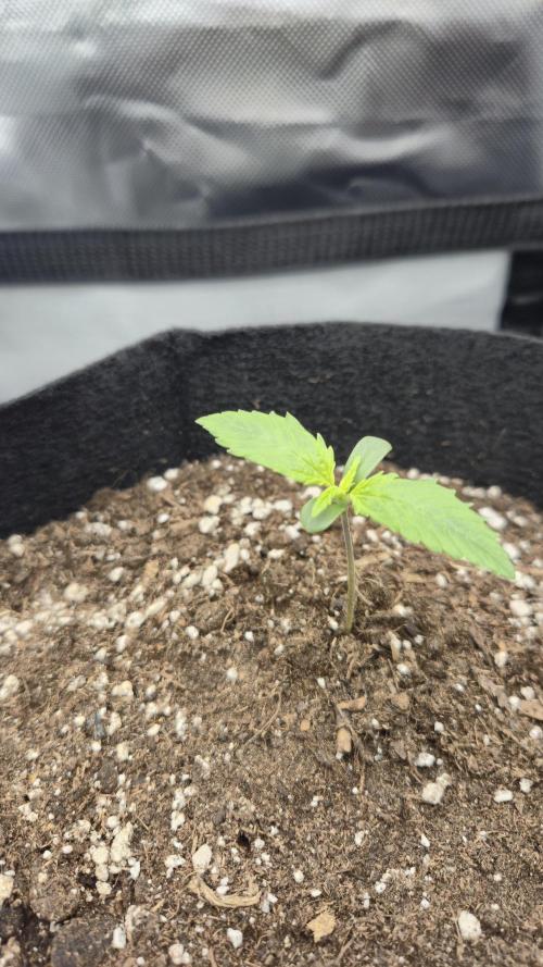 AK-47 Autoflower. Week 1