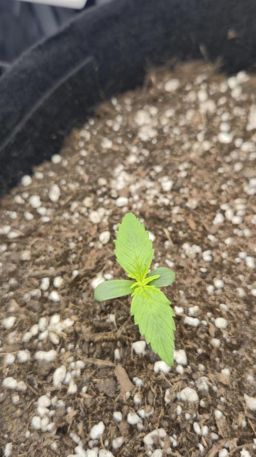AK-47 Autoflower. Week 1