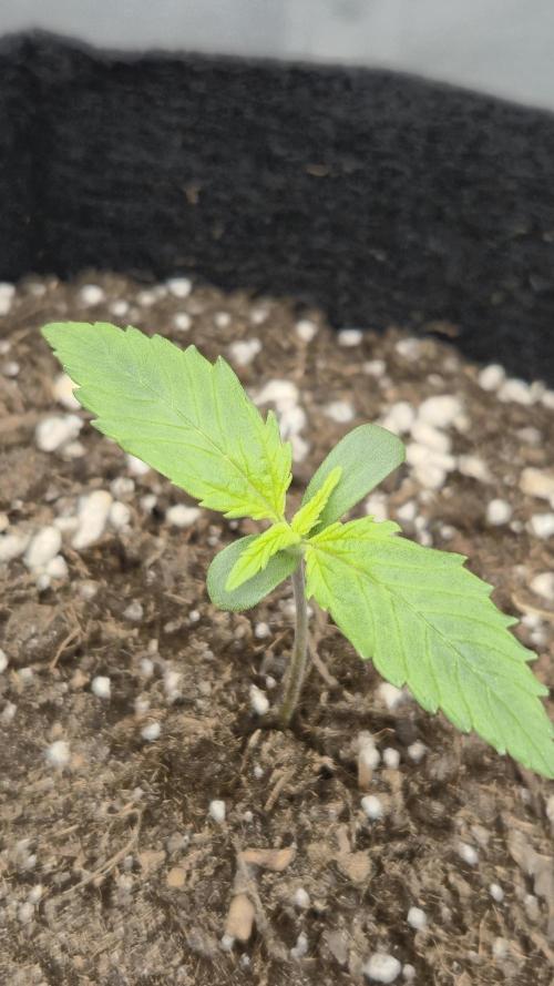AK-47 Autoflower. Week 1