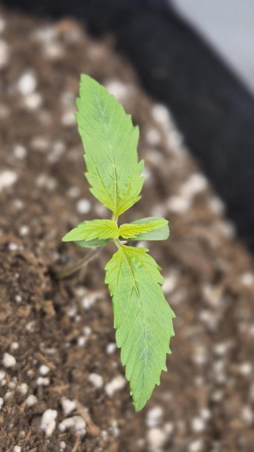 AK-47 Autoflower. Week 1