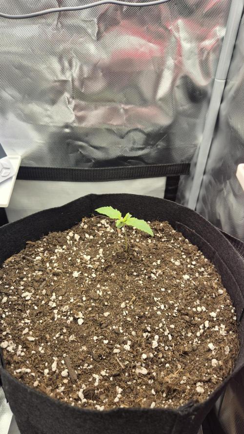 AK-47 Autoflower. Week 1
