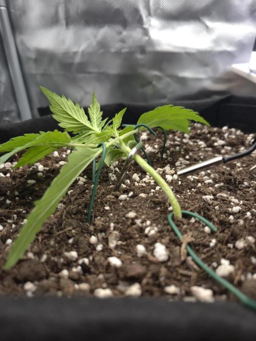 AK-47 Autoflower. Week 3