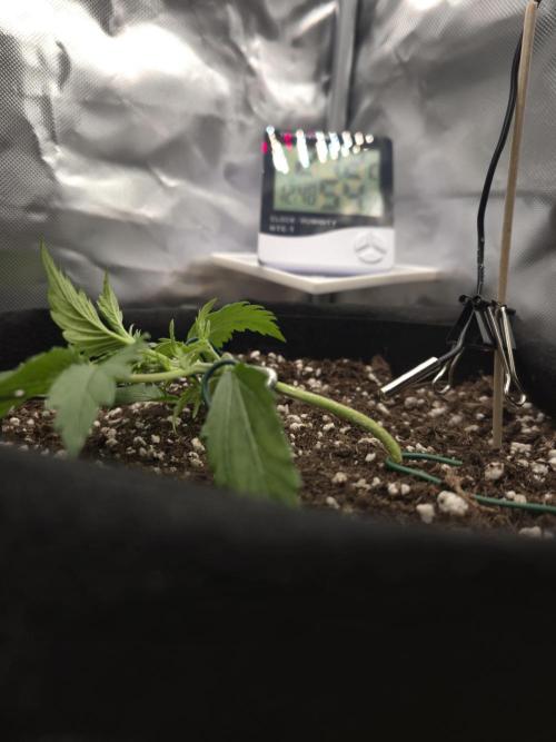AK-47 Autoflower. Week 3