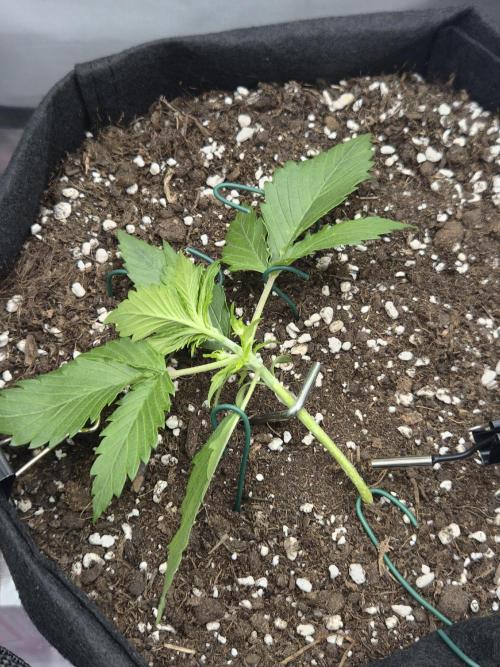 AK-47 Autoflower. Week 3