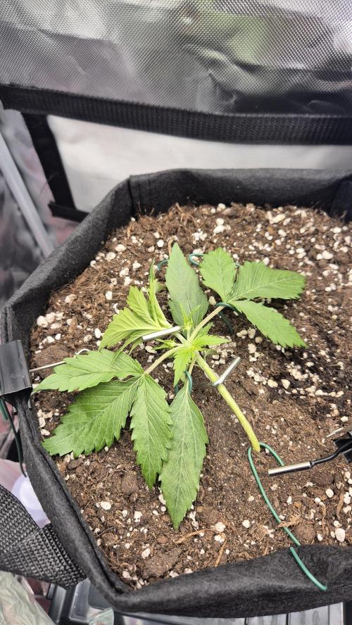 AK-47 Autoflower. Week 3