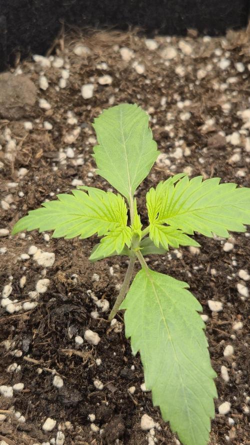 AK-47 Autoflower. Week 2