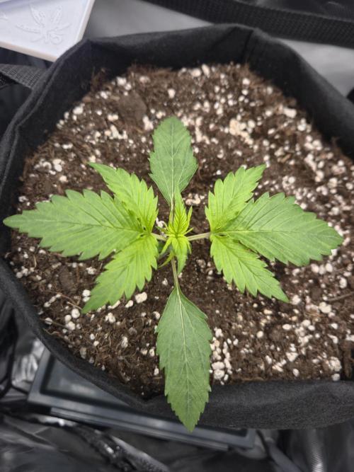 AK-47 Autoflower. Week 2