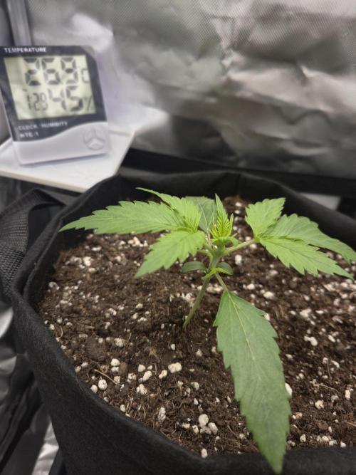 AK-47 Autoflower. Week 2