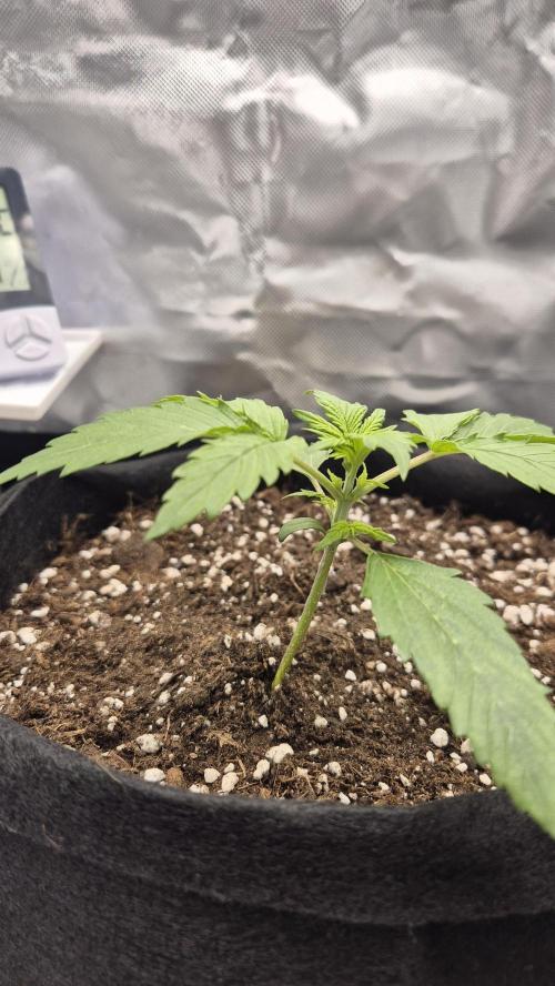 AK-47 Autoflower. Week 2