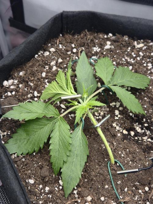 AK-47 Autoflower. Week 4