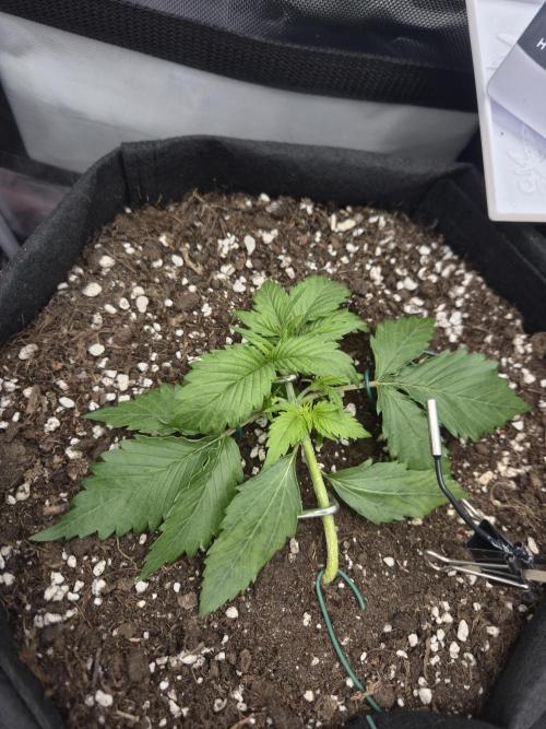 AK-47 Autoflower. Week 4