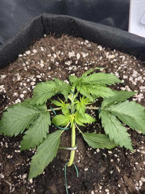 AK-47 Autoflower. Week 4