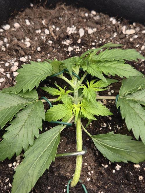 AK-47 Autoflower. Week 4