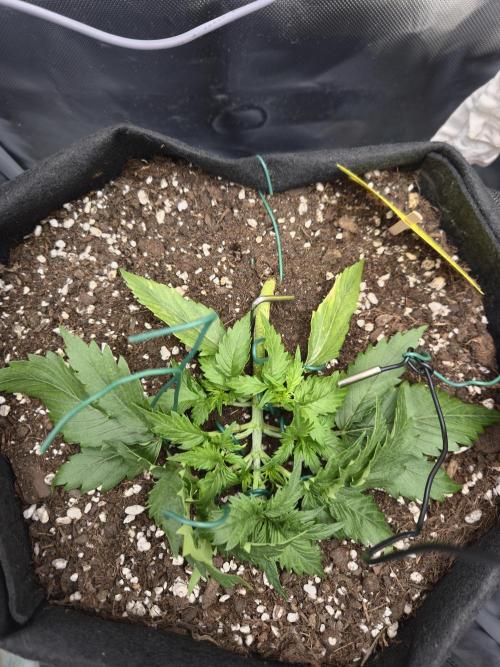 AK-47 Autoflower. Week 4
