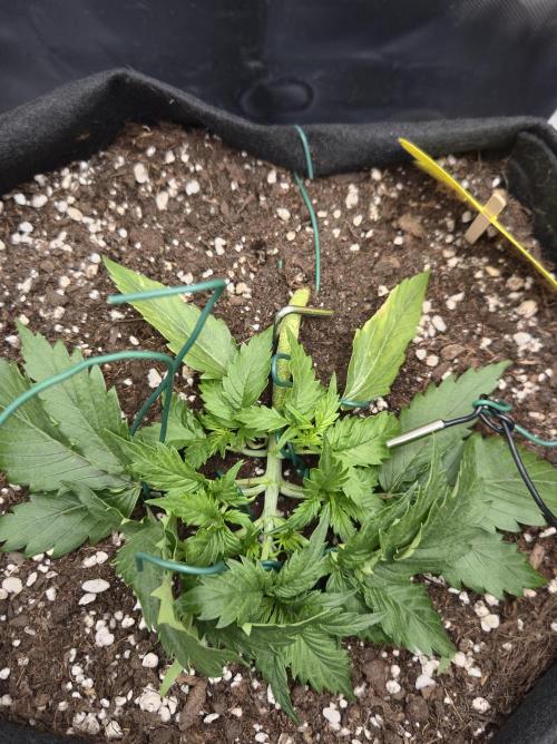 AK-47 Autoflower. Week 4