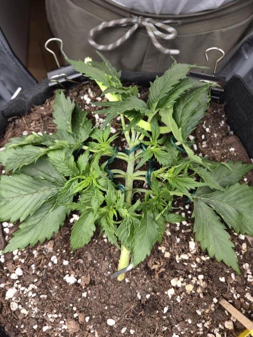 AK-47 Autoflower. Week 4 - 21.dan