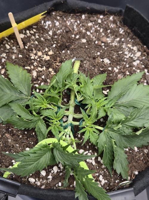 AK-47 Autoflower. Week 4 - 5.5.26