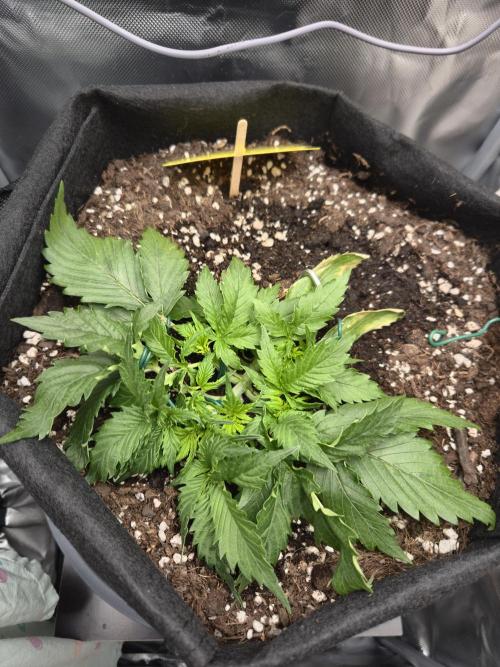 AK-47 Autoflower. Week 5