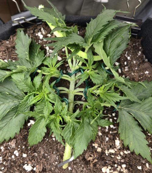 AK-47 Autoflower. Week 5