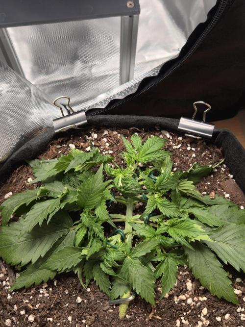 AK-47 Autoflower. Week 5