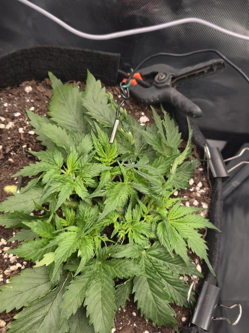 AK-47 Autoflower. Week 5