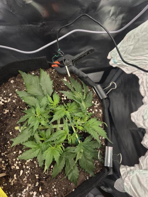 AK-47 Autoflower. Week 5